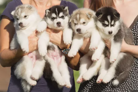 Dos criadoras sujetan en sus manos a cuatro cahorritos de husky siberiano