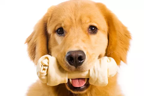 Golden retriever sujeta un hueso masticable con la boca