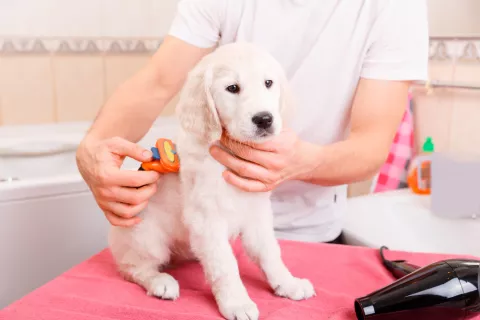 Consejos para mantener una buena higiene canina