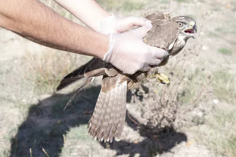 Método de actuación ante un pájaro herido