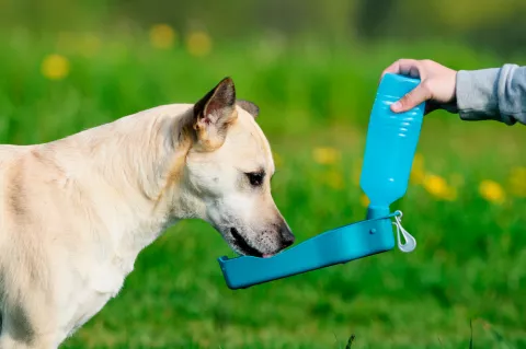 Perro hidratado por su dueño