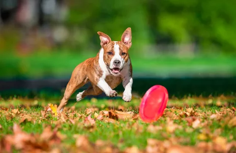 Disc dog para perros