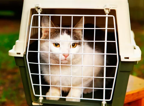 Un gato mira a la cámara desde el interior de su transportín