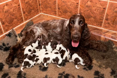 Cachorros de perro mamando