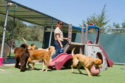 El día a día en un albergue de animales