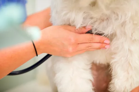 Veterinaria auscultando a un perro