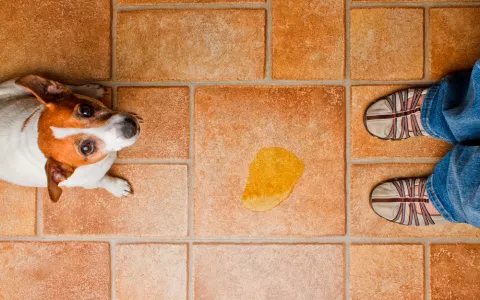 Cachorro haciendo sus necesidades en el lugar equivocado