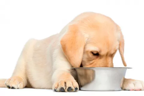 Cachorrito comiendo