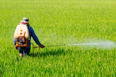 Hombre fumigando los campos de arroz