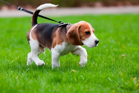 Un perro pasea por un parque sujeto por la correa