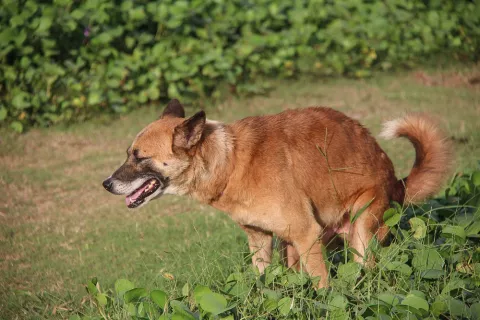 Perro defecando