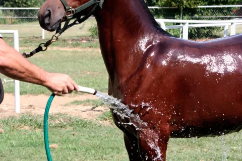 Aseando al caballo árabe con una manguera