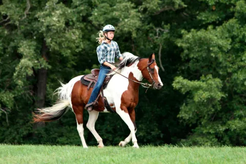 Alimentación e higiene del caballo Pinto