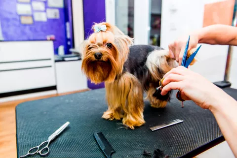 Yorkshire terrier en una peluquería canina