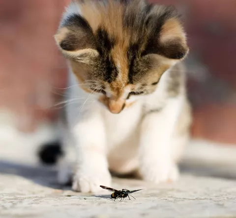 Picadura de insecto e insolación en gatos