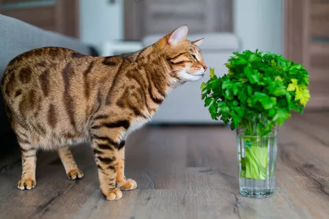 Intoxicación del gato por plantas y flores