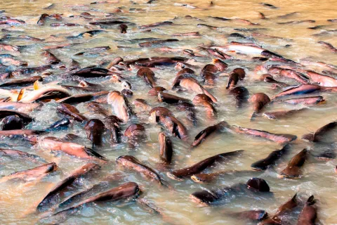 Panga en río contaminado