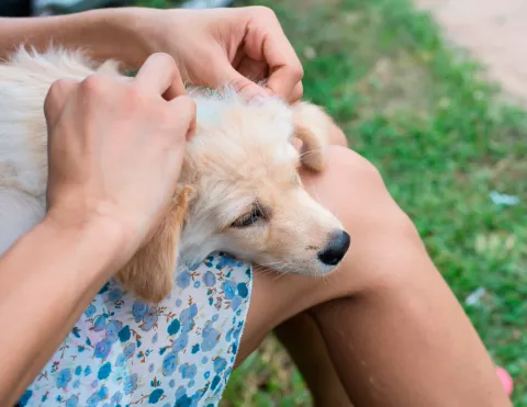 Insectos: un problema veraniego para tu perro