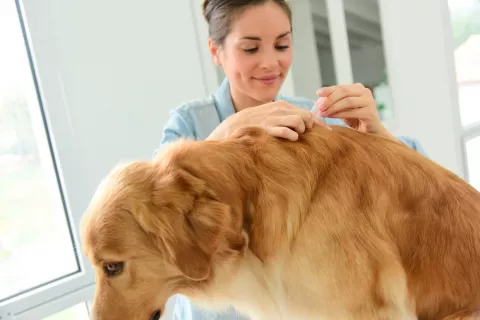 Tratamiento y prevención de las picaduras de garrapata en el perro