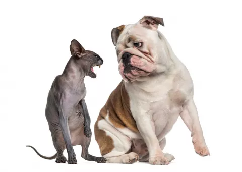 Un gato hace una mueca de enfado a un bulldog