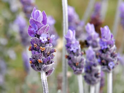 Hojas de lavanda