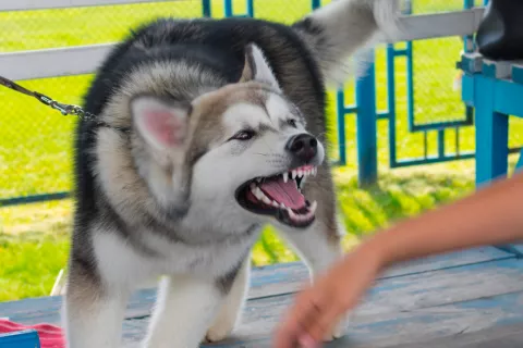 Perro a punto de morder a una persona