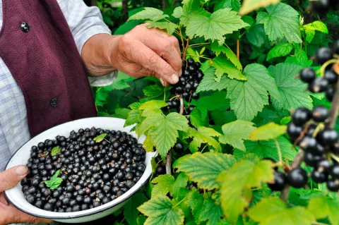 Persona mayor recogiendo grosellas negras para comer