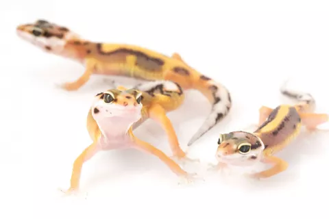 Crías de gecko leopardo