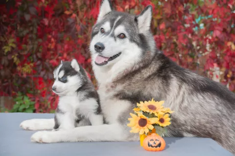 Una perra husky junto a su cachorro