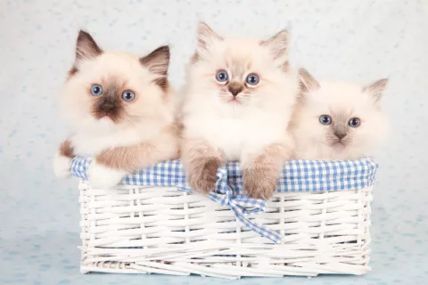 Cachorros de gato ragdoll