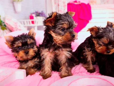 Cachorros de Yorkshire terrier