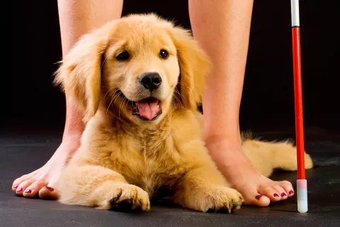 Acoger a un futuro perro de asistencia