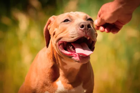 Perro de raza considerada potencialmente peligrosa