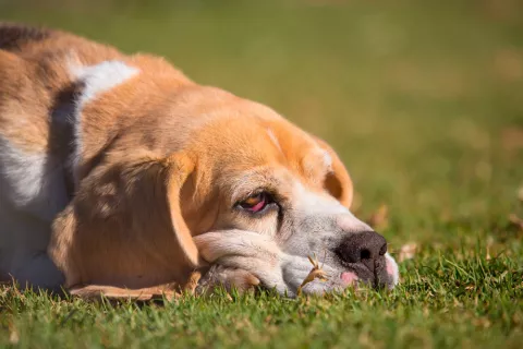 Perro con síntomas de leishmaniosis