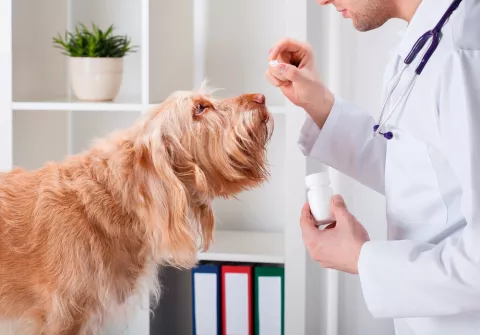 Un veterinario ofrece un medicamento a un perro cardiópata