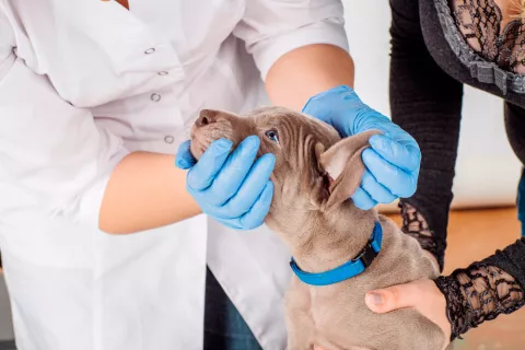 Tratamiento de la leishmaniosis del perro