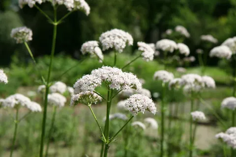 Flor de la valeriana