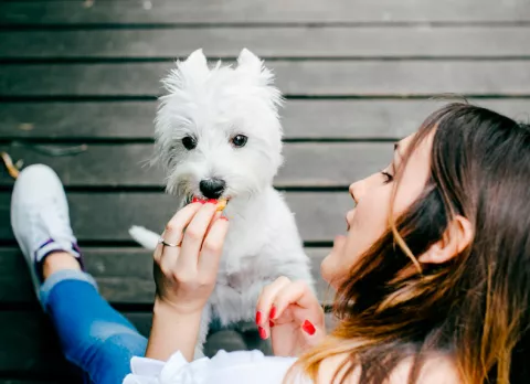 Alimentación e higiene del westie