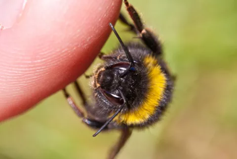 Abeja posada en el dedo de una persona e inoculando su veneno