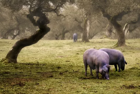 Cerdos ibéricos comen bellotas en el campo