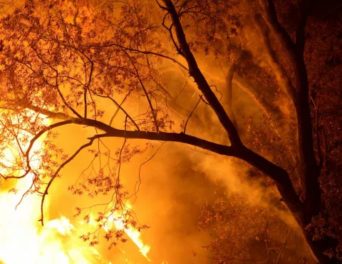 Árbol ardiendo