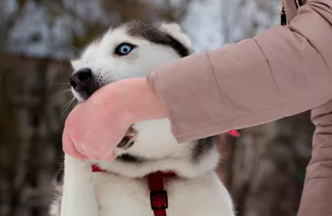 Qué hacer si te muerde un animal