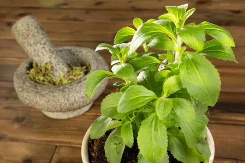 Planta de stevia y stevia seca