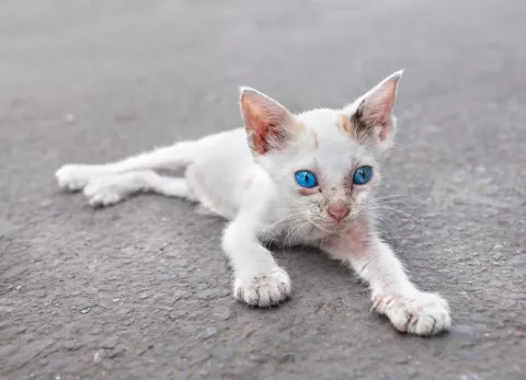 Gato con anemia