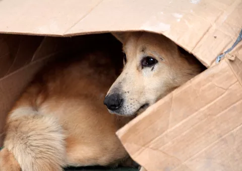 Un perro abandonado se refugia en una caja de cartón