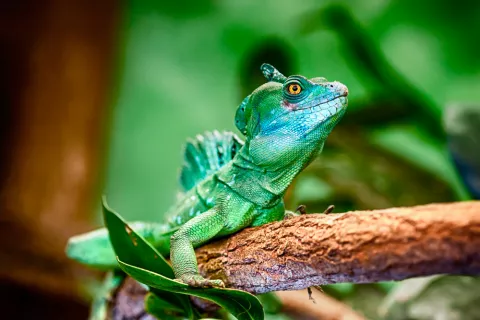 Características del basilisco verde