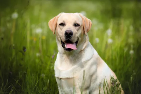 Labrador retriever, el compañero ideal