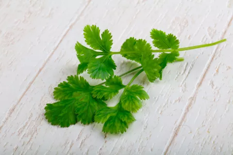 Cilantro, la especia que cuida de tu digestión