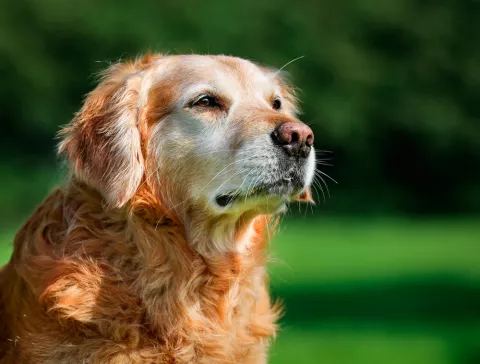 Claves para alargar la vida de tu perro