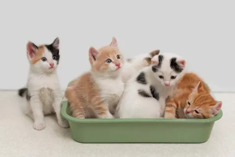 Grupo de gatitos